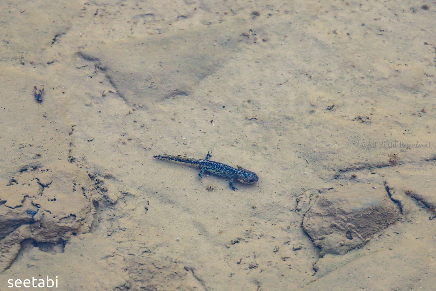 201809 10 - 北アルプス絶景ハイキング！白馬の八方池へ行こう