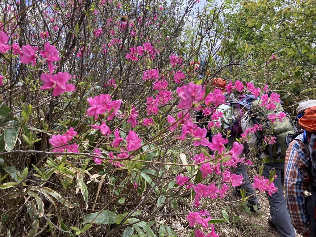 13 2 - 花と絶景の里山 長野県大町 鍬ノ峰 13 2 - 花と絶景の里山 長野県大町 鍬ノ峰