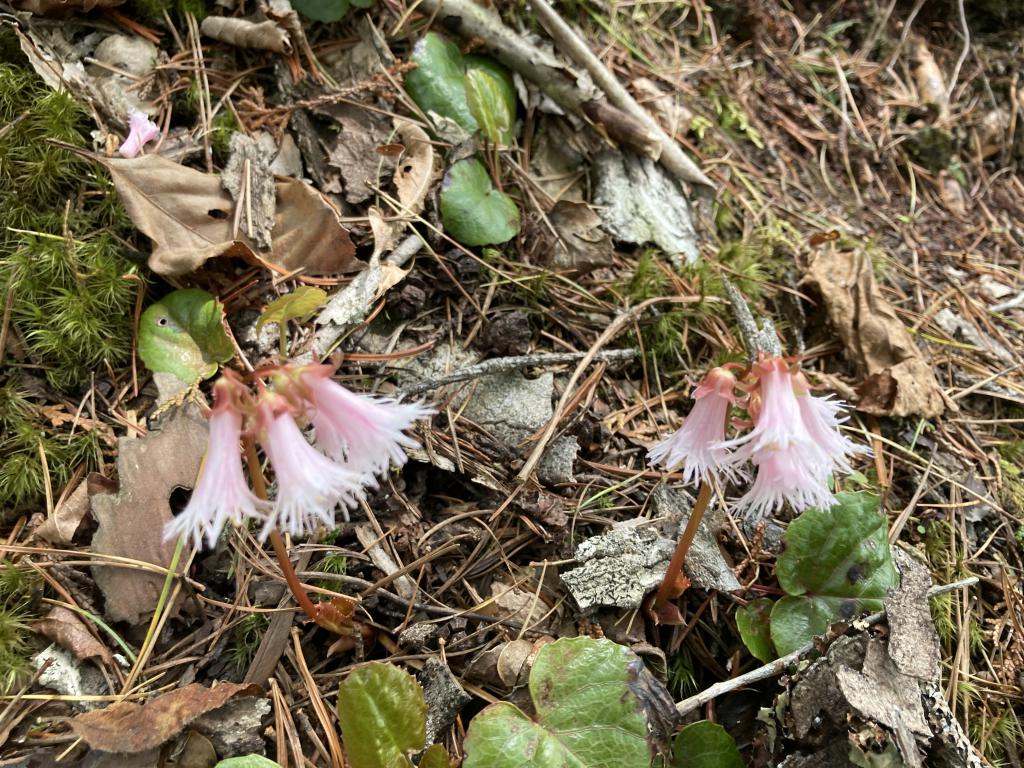 3 1 - 花と絶景の里山 長野県大町 鍬ノ峰 3 1 - 花と絶景の里山 長野県大町 鍬ノ峰