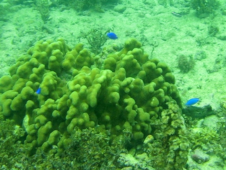 ok-log - 黒島でシュノーケルして昼から沖縄本島へ #旅ログ - 竹富・小浜・黒島, 旅ログ