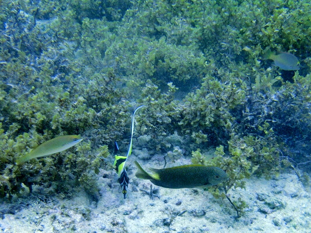 ok-log - 黒島でシュノーケルして昼から沖縄本島へ #旅ログ - 竹富・小浜・黒島, 旅ログ