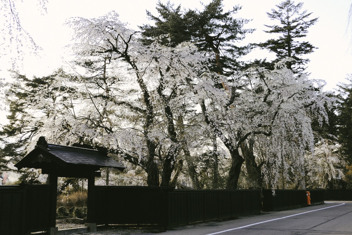 桜の町秋田県角館武家屋敷シダレザクラ。道を覆う大型の樹は圧巻 - akita - 桜の町秋田県角館武家屋敷シダレザクラ。道を覆う大型の樹は圧巻 - 街歩き, 花風景, 秋田県南(仙北・大仙), 建造物