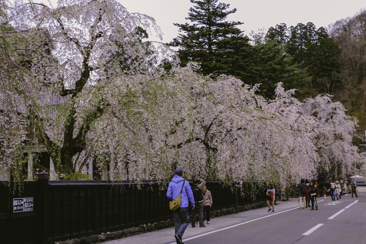 桜の町秋田県角館武家屋敷シダレザクラ。道を覆う大型の樹は圧巻 - akita - 桜の町秋田県角館武家屋敷シダレザクラ。道を覆う大型の樹は圧巻 - 街歩き, 花風景, 秋田県南(仙北・大仙), 建造物
