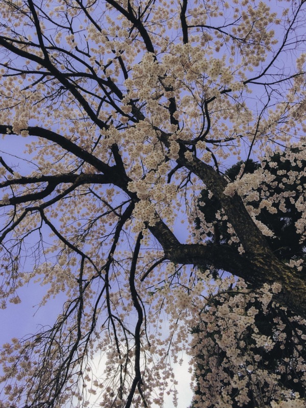 桜の町秋田県角館武家屋敷シダレザクラ。道を覆う大型の樹は圧巻 - akita - 桜の町秋田県角館武家屋敷シダレザクラ。道を覆う大型の樹は圧巻 - 街歩き, 花風景, 秋田県南(仙北・大仙), 建造物